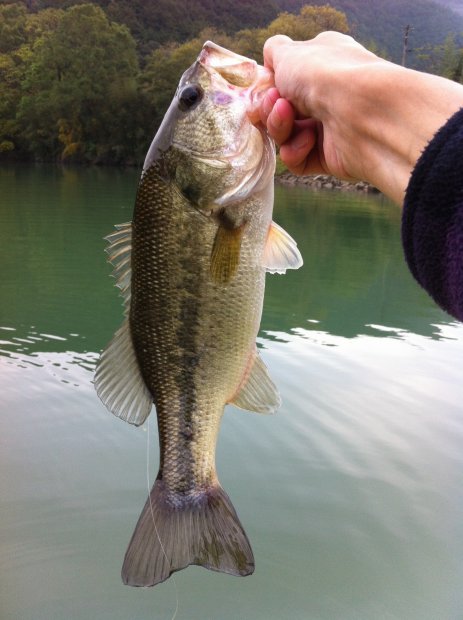 中筋川 バス ソウルシャッド68SP 40cm