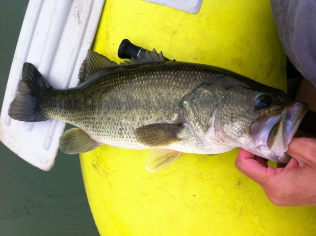 中筋川 ソウルシャッド68SP 45cm