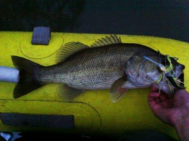 中筋川 バス 43cm