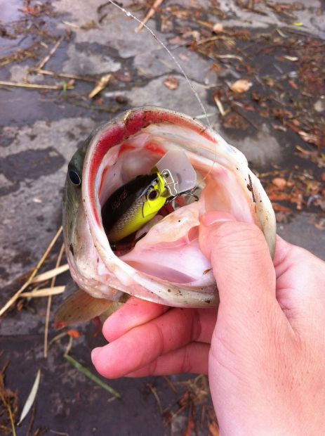 山陽公園池 ブラックバス 43cm