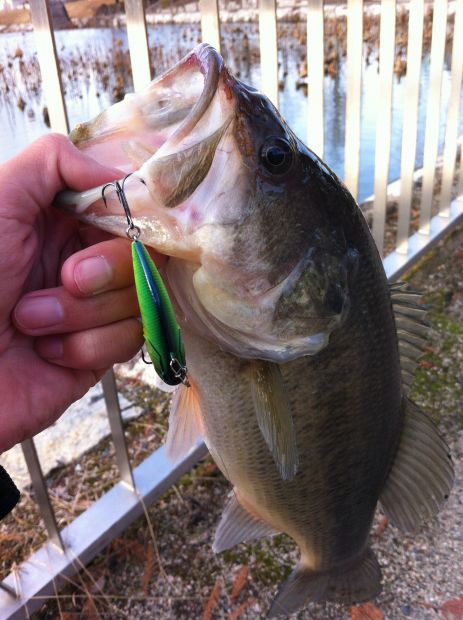 山陽公園池 ブラックバス 41cm レベルバイブ