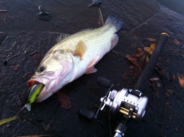 山陽公園池 ブラックバス 40cm