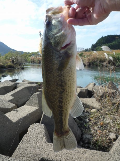 中筋川 ブラックバス 35cm