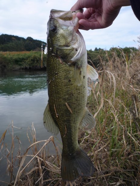 中筋川 ブラックバス 43cm