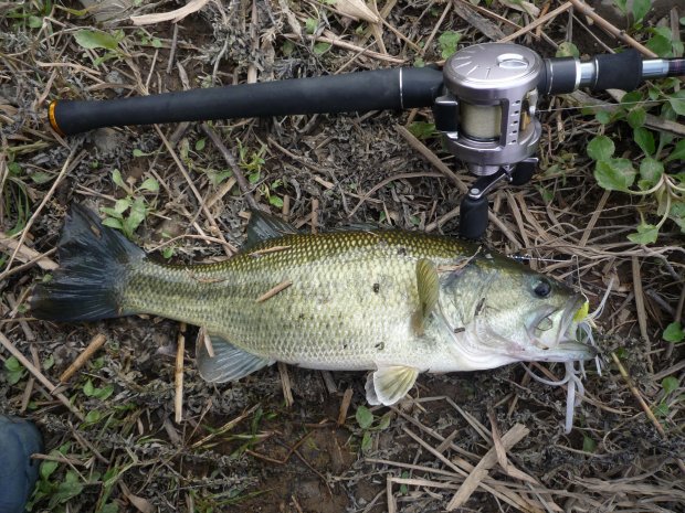 中筋川 ブラックバス 43cm