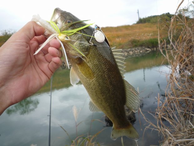 中筋川 ブラックバス 35cm