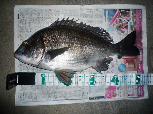 チヌ 53cm