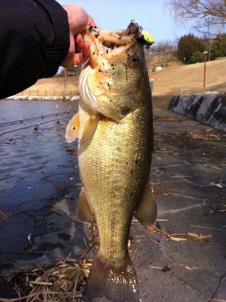山陽公園池 50cm