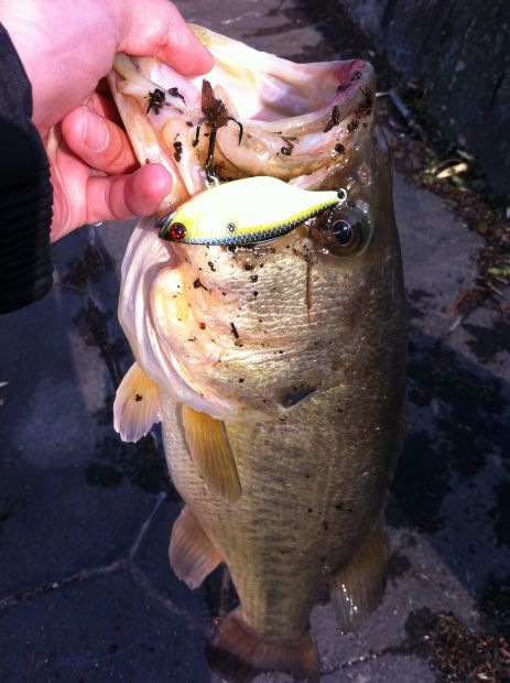 山陽公園池 50cm