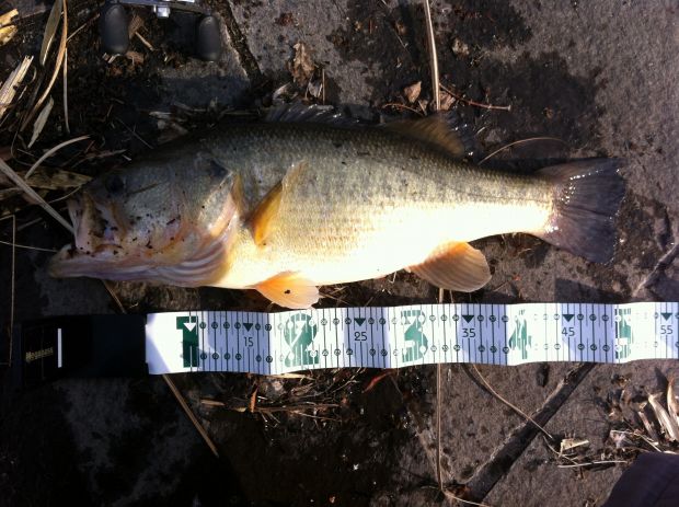 山陽公園池 50cm