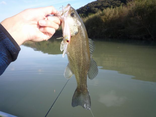 中筋川 ブラックバス