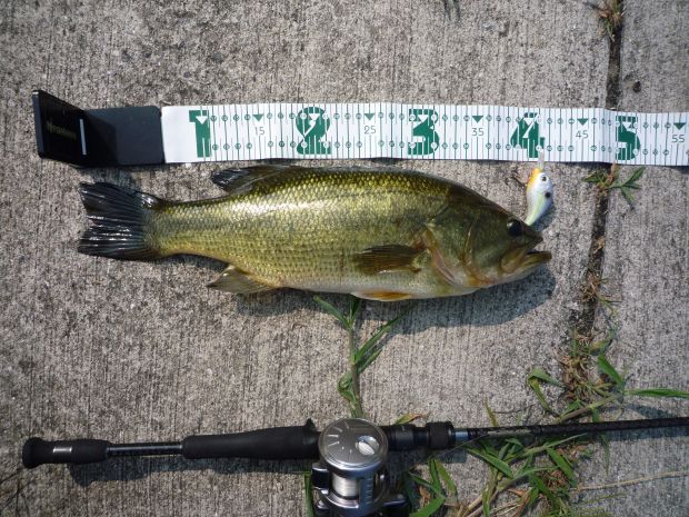 草ヶ部大池 ブラックバス 42cm