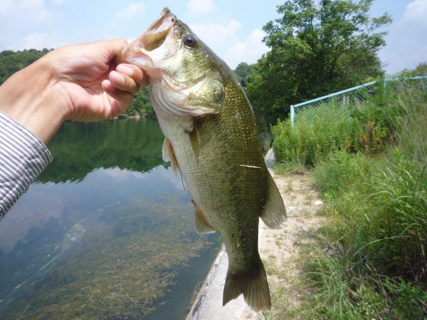 日古木大池 ブラックバス 45cm