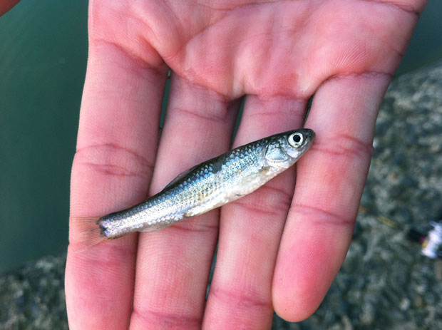 七区 ベイトフィッシュ