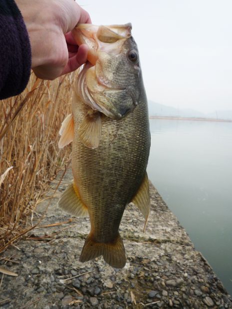 七区 ブラックバス 40cm