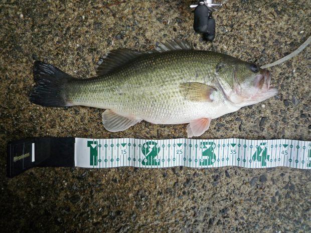 七区 ブラックバス 43cm