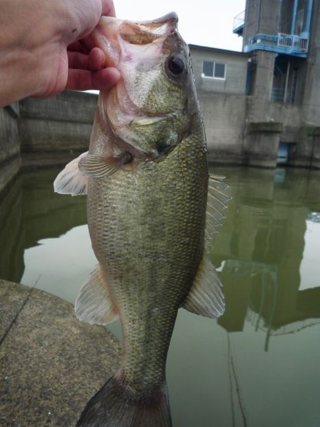 七区 ブラックバス 43cm