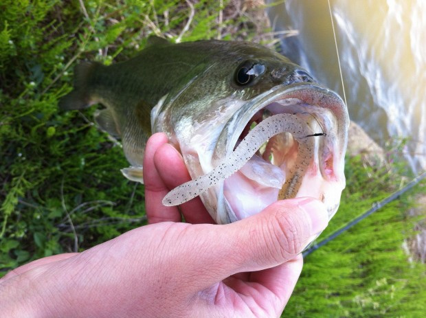 ブラックバス 35cm