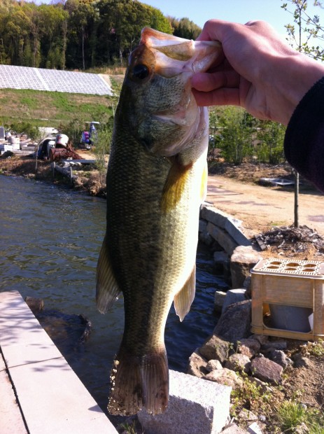 ブラックバス 43cm