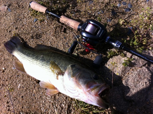 ブラックバス 43cm