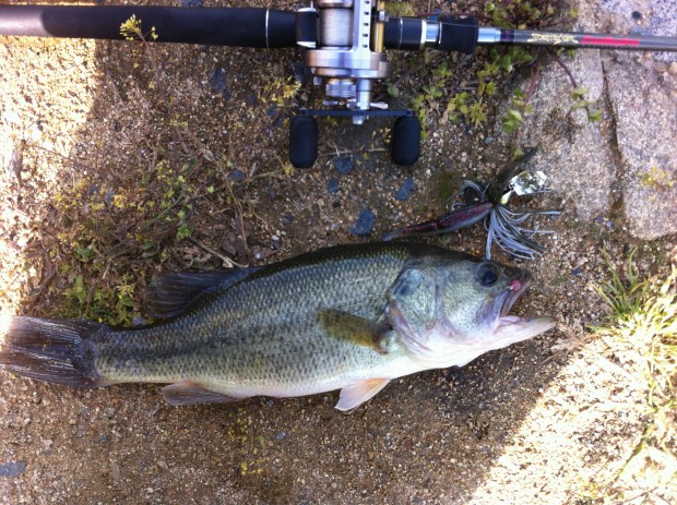 ブラックバス 40cm