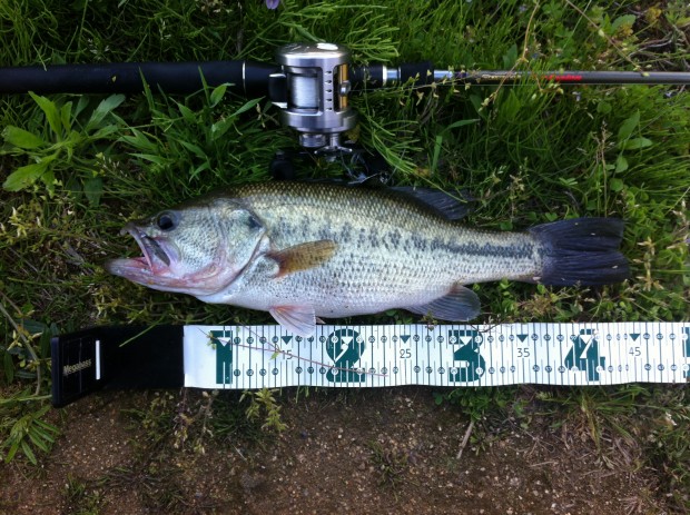 ブラックバス 45cm