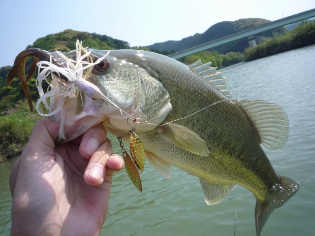 中筋川 ブラックバス 35cm