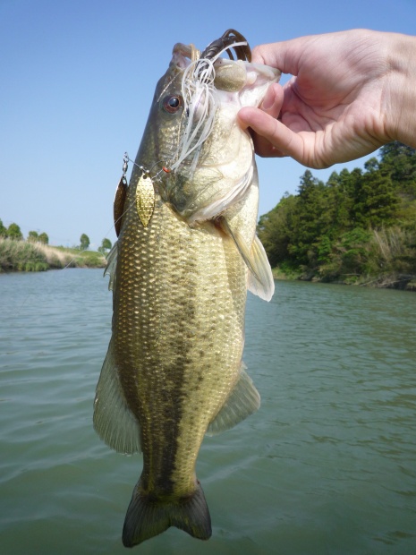 中筋川 ブラックバス 42cm
