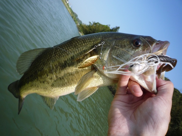 中筋川 ブラックバス 42cm