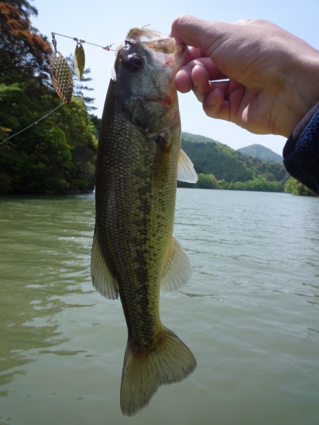 野村ダム ブラックバス