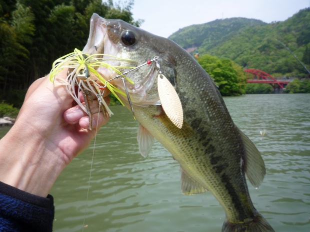 野村ダム ブラックバス