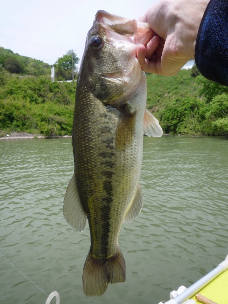 野村ダム ブラックバス