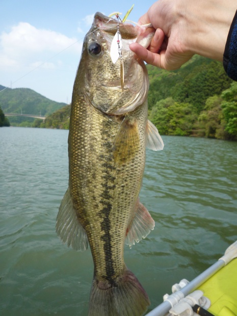 野村ダム ブラックバス
