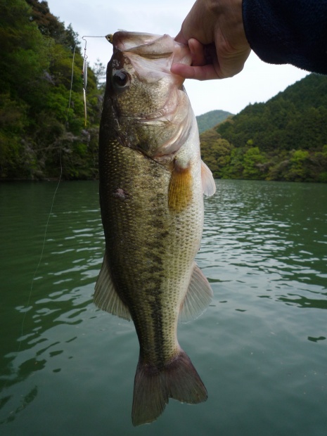 野村ダム ブラックバス