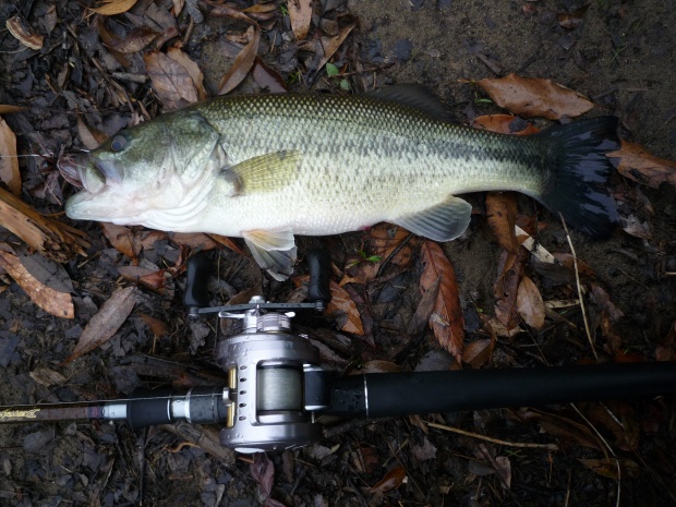 小規模ダム ブラックバス