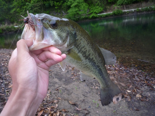 小規模ダム ブラックバス