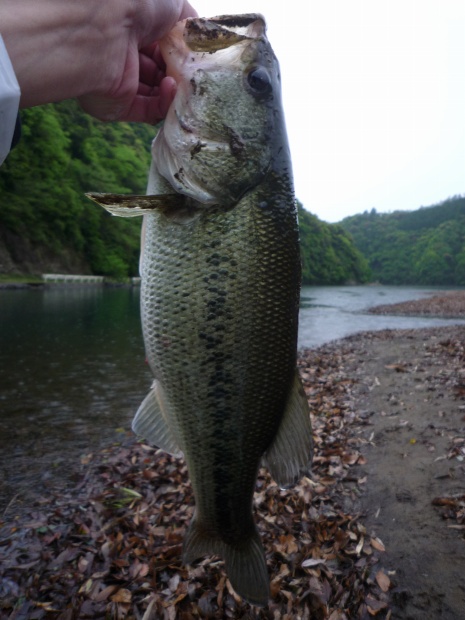 小規模ダム ブラックバス