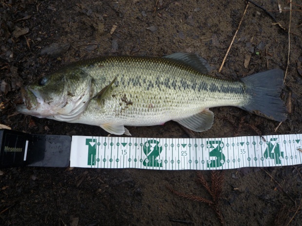 小規模ダム ブラックバス