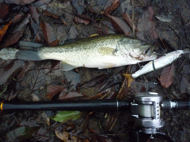 小規模ダム ブラックバス