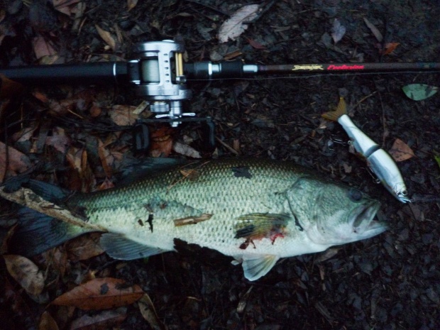 小規模ダム ブラックバス