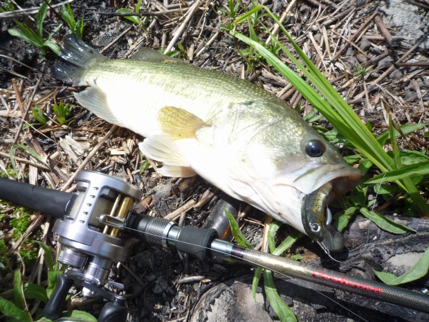 七区 ブラックバス 47cm