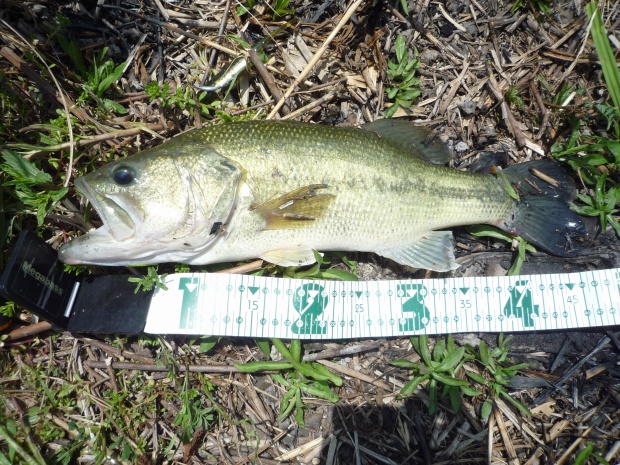 七区 ブラックバス 47cm