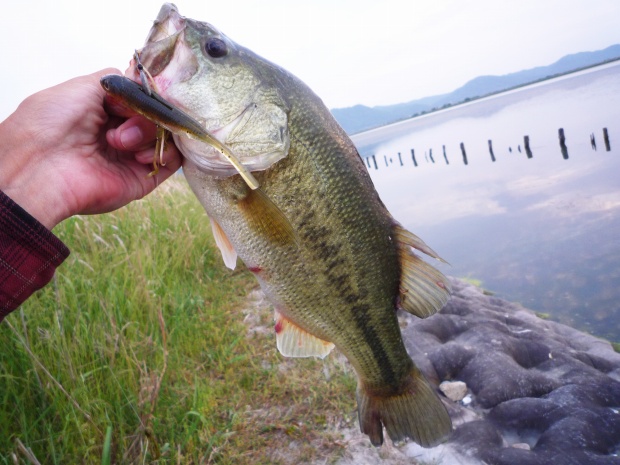 七区 ブラックバス 41cm