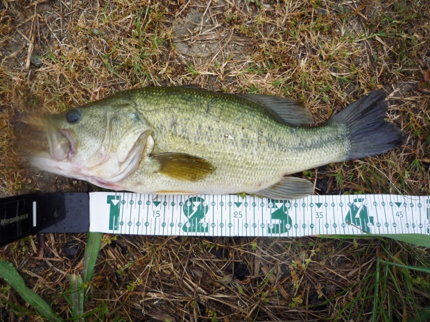 七区 ブラックバス