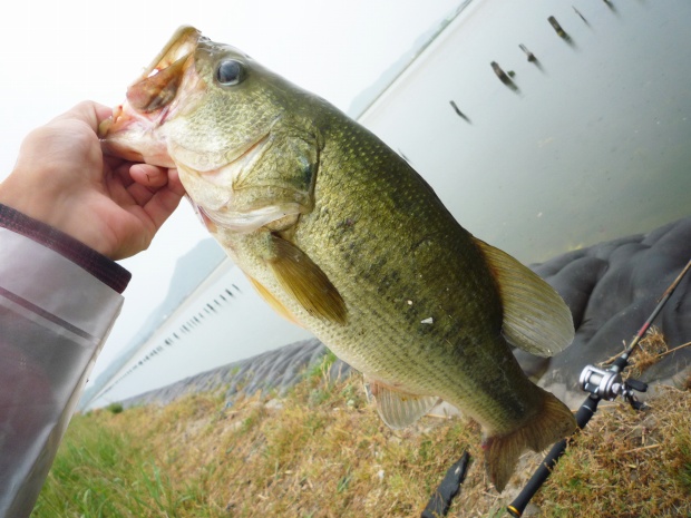 七区 ブラックバス