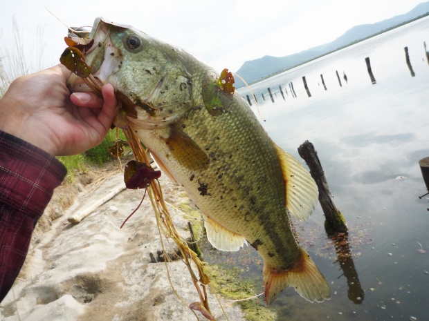 ブラックバス 43cm