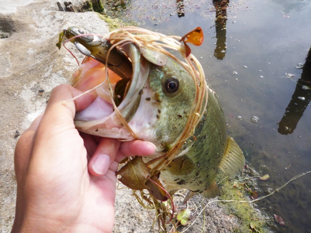 ブラックバス 43cm