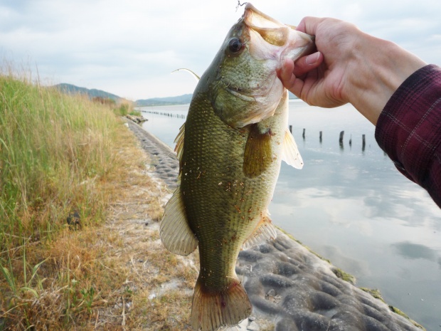 ブラックバス 44cm