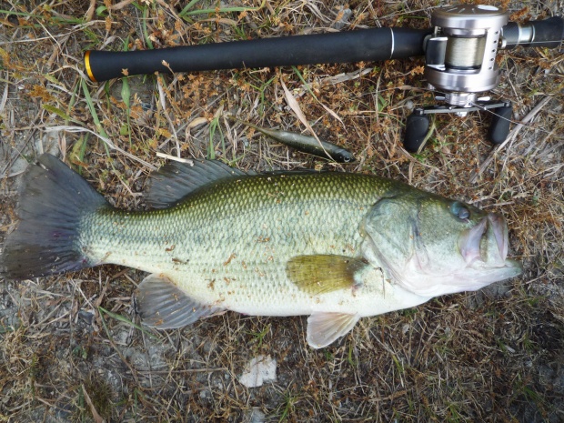 ブラックバス 44cm