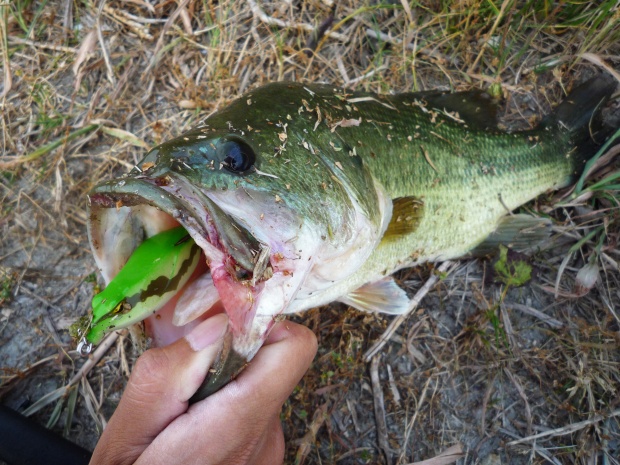 ブラックバス 42cm